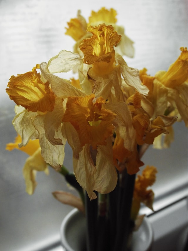 wilted narcissus