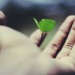 photo of a person's hands holding a clover leaf