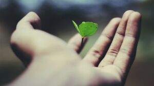 photo of a person's hands holding a clover leaf