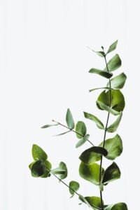 life coaching photo of ivy plants growing upwards